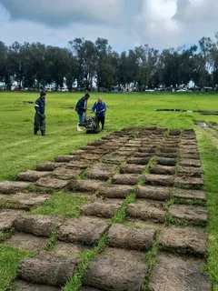 NATURAL ROLL LAWN GRASS INSTALLATION AT AFFORDABLE COST FREE QUOTATION