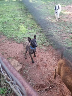 Dutch Shepherd