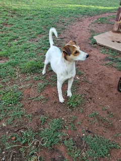 Male Jack Russell