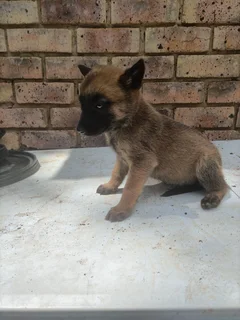 Puppies - Ad posted by Hannah White