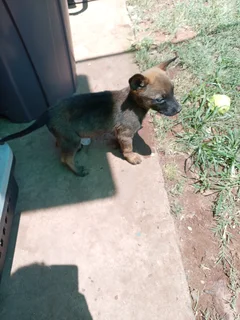 Puppies - Ad posted by Hannah White