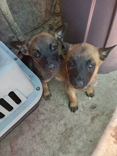 Puppies - Ad posted by Hannah White