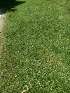 ANB GARDEN SERVICES AND TREE FELLING