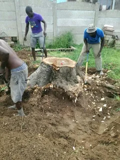 ANB GARDEN SERVICES AND TREE FELLING