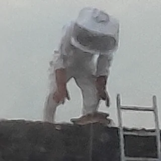 Bee Hive Removal