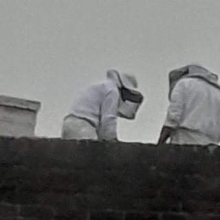 Bee Hive Removal