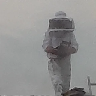 Bee Hive Removal