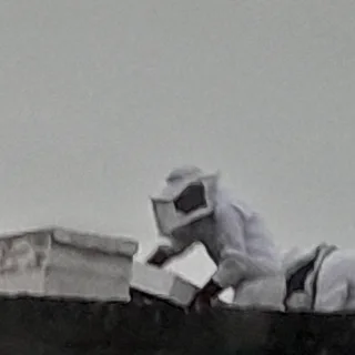 Bee Hive Removal