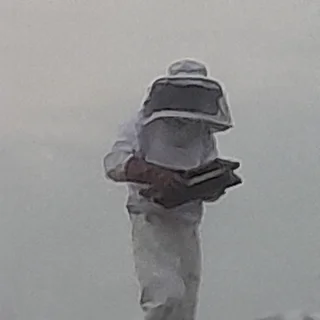 Bee Hive Removal