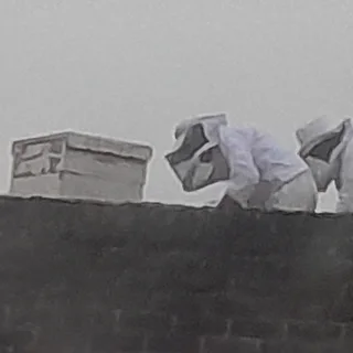 Bee Hive Removal
