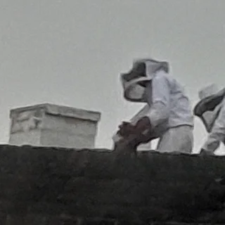 Bee Hive Removal
