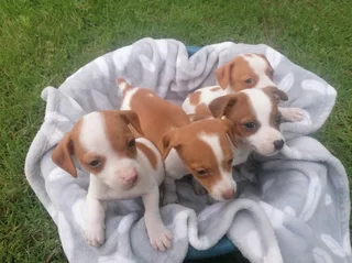 Jack Russell Puppies For Sale