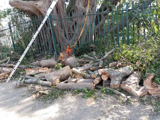 Tree felling and grass cutting