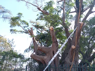 Tree felling and grass cutting