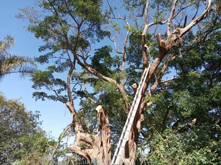 Tree felling and grass cutting