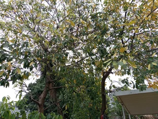 Tree felling and grass cutting