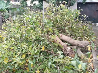 Tree felling and grass cutting