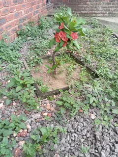 Tree felling and grass cutting