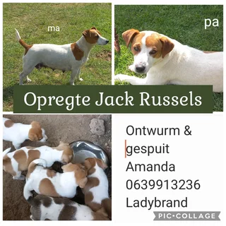 Jack Russels
