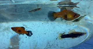 Platies - tropical fish