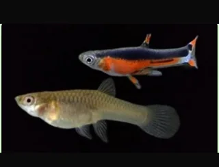 Santa Maria Endler guppies