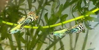 Guppies - dumbo mosaic guppie