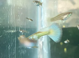 Guppies - 24 carat Gold gupp