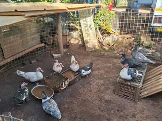 Muscovy ducks for sale