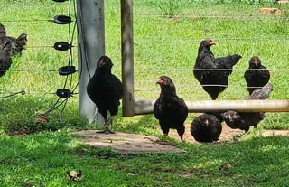 5 monthbold Easter Eggers