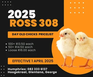 Ross 308 Broiler Chicks
