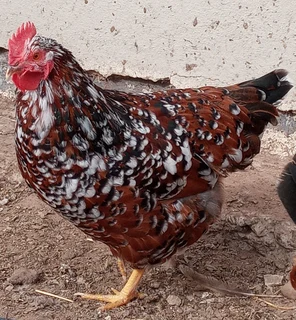 Boschvelders (Village Chickens) Available