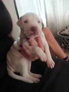 Female puppy for sale
