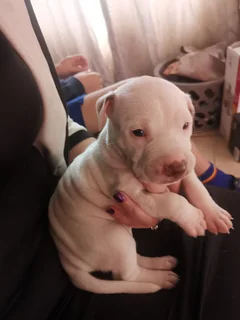 Female puppy for sale
