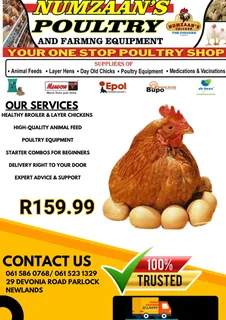 Lorhman Brown 19 Weeks Ponit Of  Lay Hen