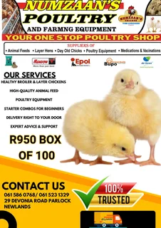 Day Old Broiler Chicks