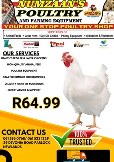 Live Broiler (6Weeks)