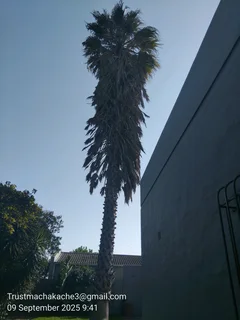 Professional Tree Felling service