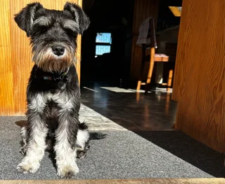 Miniature Schnauzers