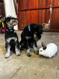 Miniature Schnauzers
