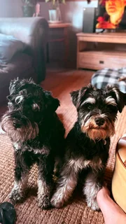 Miniature Schnauzers