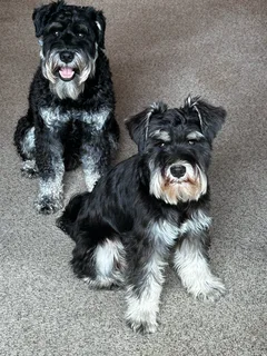 Miniature Schnauzers