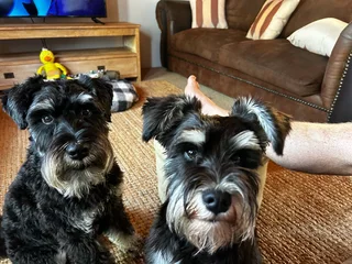 Miniature Schnauzers