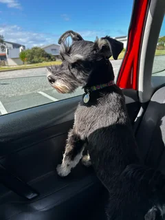 Miniature Schnauzers
