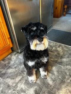 Miniature Schnauzers