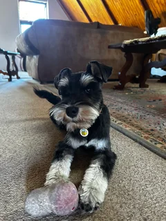 Miniature Schnauzers