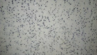 Gamazine projects 0620015572