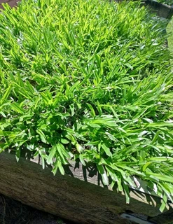 Evergreen grass