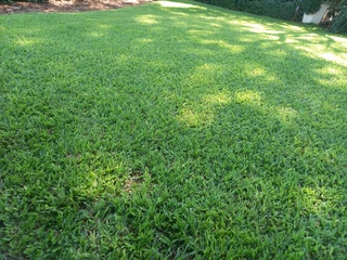 Instant lawn
