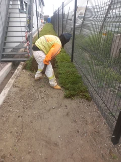 Evergreen grass fresh from the farm