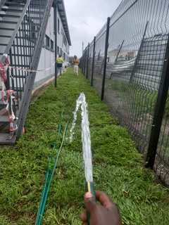 Evergreen grass fresh from the farm